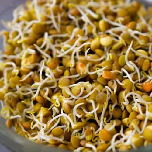 Sprouted lentils are tasty and great for sandwiches, salads, wraps and Buddha bowls. If you’ve ever wondered how to sprout lentils at home, let me tell you that it’s easy and totally worth it. Cheaper than buying sprouts at the supermarket, home sprouted lentils are versatile and packed with flavour and nutrition!