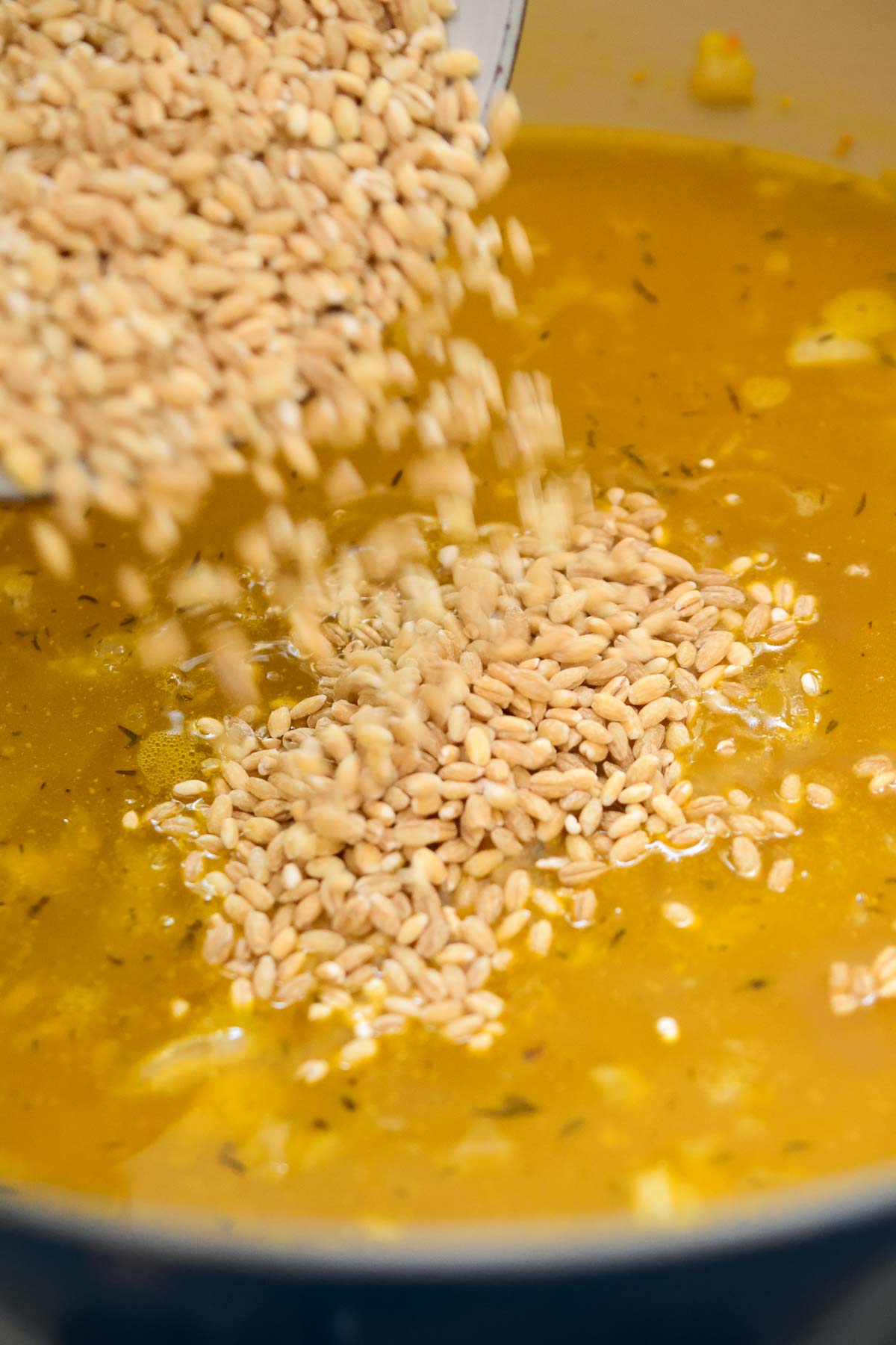 The dried barley is being poured into the Dutch oven filled with vegetable stock.